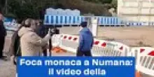 Foca monaca a Numana: il video della zona transennata