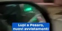 Lupi a Pesaro, nuovi avvistamenti: video