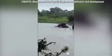 Alluvioni in Sudafrica: elefanti sguazzano nel Kruger National Park