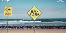 Allarme in Australia, spiagge chiuse dopo quattro attacchi di squali in 48 ore