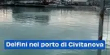 Delfini nel porto di Civitanova: il video