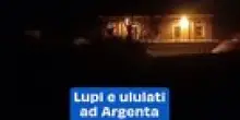 Lupi e ululati ad Argenta: il video