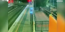 Sydney, serpente "blocca" l'accesso di una stazione. Poi arriva un giovane pratico...
