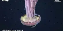 Medusa fantasma gigante filmata nelle profondita' marine dell'Argentina