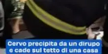 Cervo precipita da un dirupo e cade sul tetto di una casa