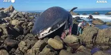 Cile, balenottera trovata morta spiaggiata sulla costa
