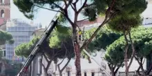 Roma, abbattuti alcuni grossi pini vicino a Colosseo e Fori Imperiali