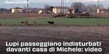 Lupi passeggiano indisturbati davanti casa di Michele: video