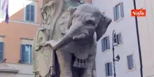 Vandali spezzano una zanna dell'elefante del Bernini a Piazza della Minerva, le immagini dei danni