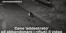 Cane &lsquo;addestrato&rsquo; ad abbandonare i rifiuti: il video