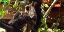 Al Bioparco di Roma nati due gemelli di tamarino imperatore, simpatiche scimmiette dai lunghi baffi