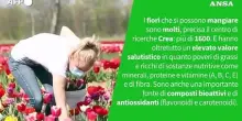 Ansa VERIFIED - E' vero che i fiori si possono mangiare?