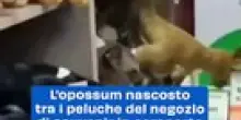L'opossum nascosto tra i peluche del negozio di souvenir in aeroporto