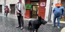 Ecco Oscar, il cane di Conte che lo ha accompagnato al voto per il Referendum