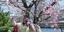 Lo spettacolo dei ciliegi in fiore a Tokyo incanta residenti e turisti