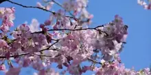 Lo spettacolo dei sakura a Tokyo, la fioritura &egrave; vicina al picco