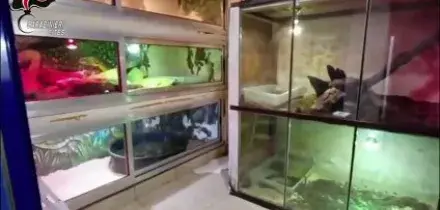 Anaconda, pitoni, boa e un caimano nel seminterrato di un condominio