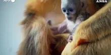 Scimmia dorata, seconda nascita in pochi giorni per la specie a rischio estinzione