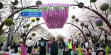 Corea del Sud, la fioritura dei ciliegi a Seul
