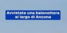 Avvistata una balenottera al largo di Rimini