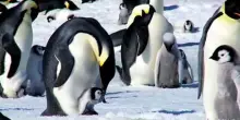 Wwf: pinguino imperatore "in pericolo", verso baratro estinzione