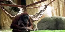 Allo zoo di Madrid nasce un orango del Borneo, specie in via estinzione