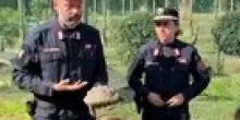"A Marina di Ravenna, i Carabinieri Biodiversit&agrave; salvano tartarughe abbandonate: un impegno per l'ecosistema"