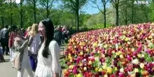Boom di visitatori al parco di Keukenhof per i tulipani in fiore