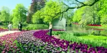 Keukenhof, milioni di tulipani in fiore nel parco simbolo d'Olanda