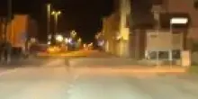 Lupo in fuga in paese: il video