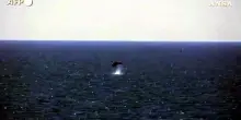 Avvistati delfini al largo della costa di Brighton, nel sud dell'Inghilterra
