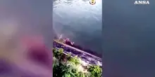 Vigili del fuoco salvano un capriolo finito in un canale nel Ternano