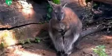 Ecco il tenero canguro di Bennett nato al Bioparco di Roma