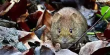 Cos'e' l'hantavirus, come si trasmette e cosa provoca