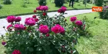 Torna a fiorire il Giardino delle Rose affacciato sul Circo Massimo a Roma, riapre fino al 14 giugno