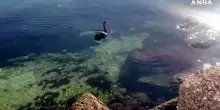 Bari, un cigno nero nel porto vecchio