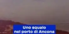 Uno squalo nel porto di Ancona: il video