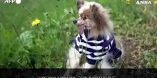 Lazare con i suoi 30 anni e' il cane piu' longevo del mondo