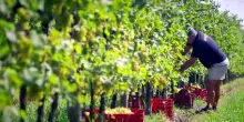 Stefano Bottega: da Conegliano alla Terra Santa per il Made in Italy