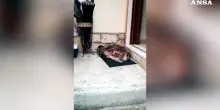 Un cerbiatto si ripara dalla pioggia sullo zerbino di una casa in Abruzzo