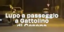 Lupo a passeggio a Gattolino di Cesena