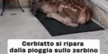 "Cerbiatto Accovacciato sull'Uscio di una Casa a Villalago Diventa Virale: Un Simbolo della Convivialit&agrave; tra Cervi e Abitanti"
