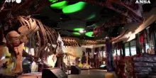 Scoperto in Thailandia il piu' grande dinosauro del sud-est asiatico