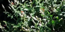 Oasi della biodiversit&agrave; a Pavia: la tecnologia fa rinascere la natura