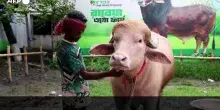 In Bangladesh e' virale il bufalo "Donald Trump": "Chiamato cosi' per la sua folta chioma"