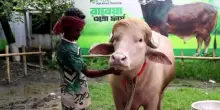 Bufalo "sosia" di Donald Trump diventa una star in Bangladesh