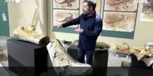 Le ossa di un Camarasaurus di 20 metri in mostra in Francia