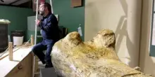 Francia, esposte le ossa di un Camarasaurus, parente del Diplodoco