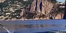 Capri, decine di delfini nuotano nel mare dei Faraglioni