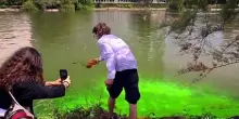 Roma, Extinction Rebellion tinge di verde il laghetto dell'Eur